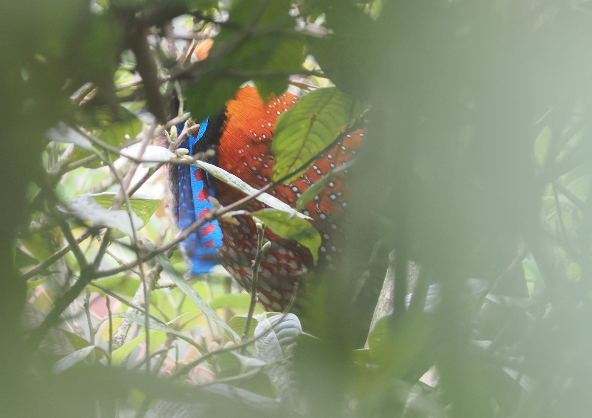Temminck's Tragopan - ML646518057