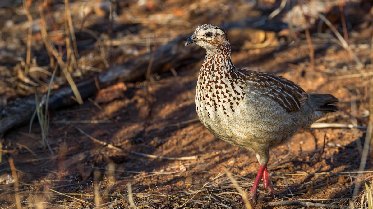 Crested Francolin - ML646518058
