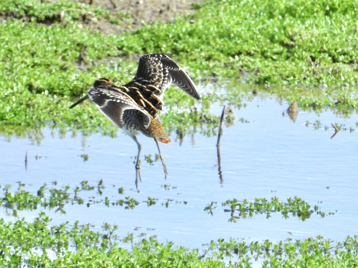 bekasina severoamerická - ML646518059