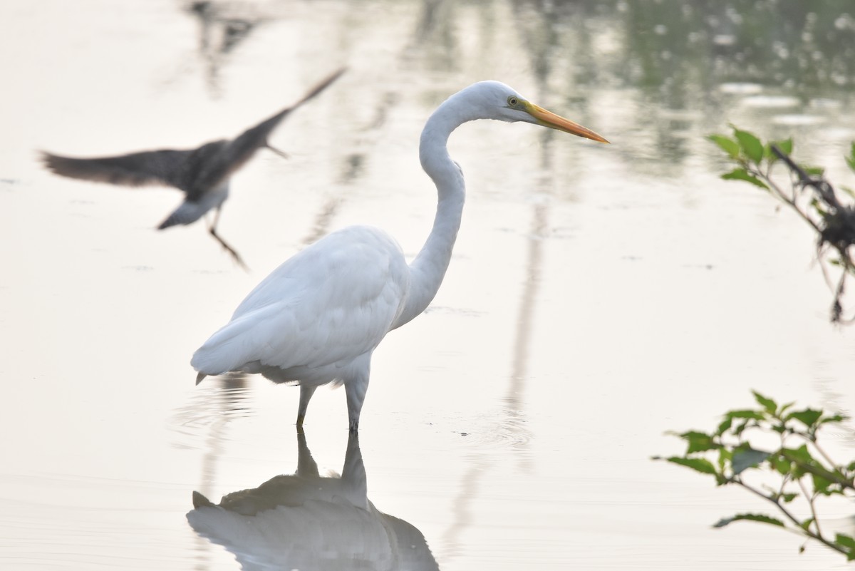 Medium Egret - ML646518060
