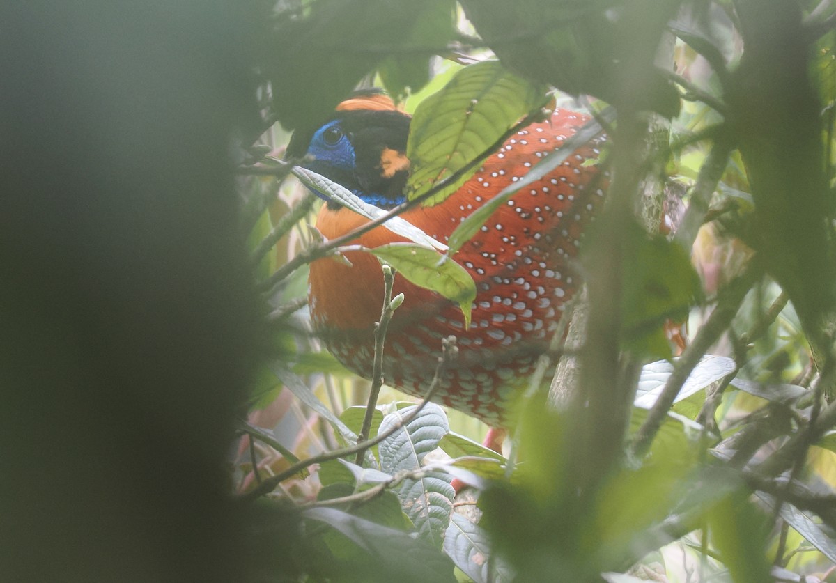 Temminck's Tragopan - ML646518061