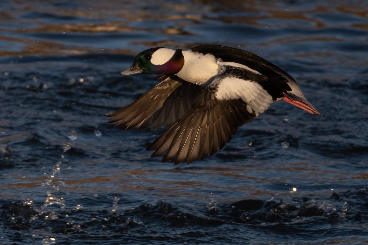 Bufflehead - ML646518063