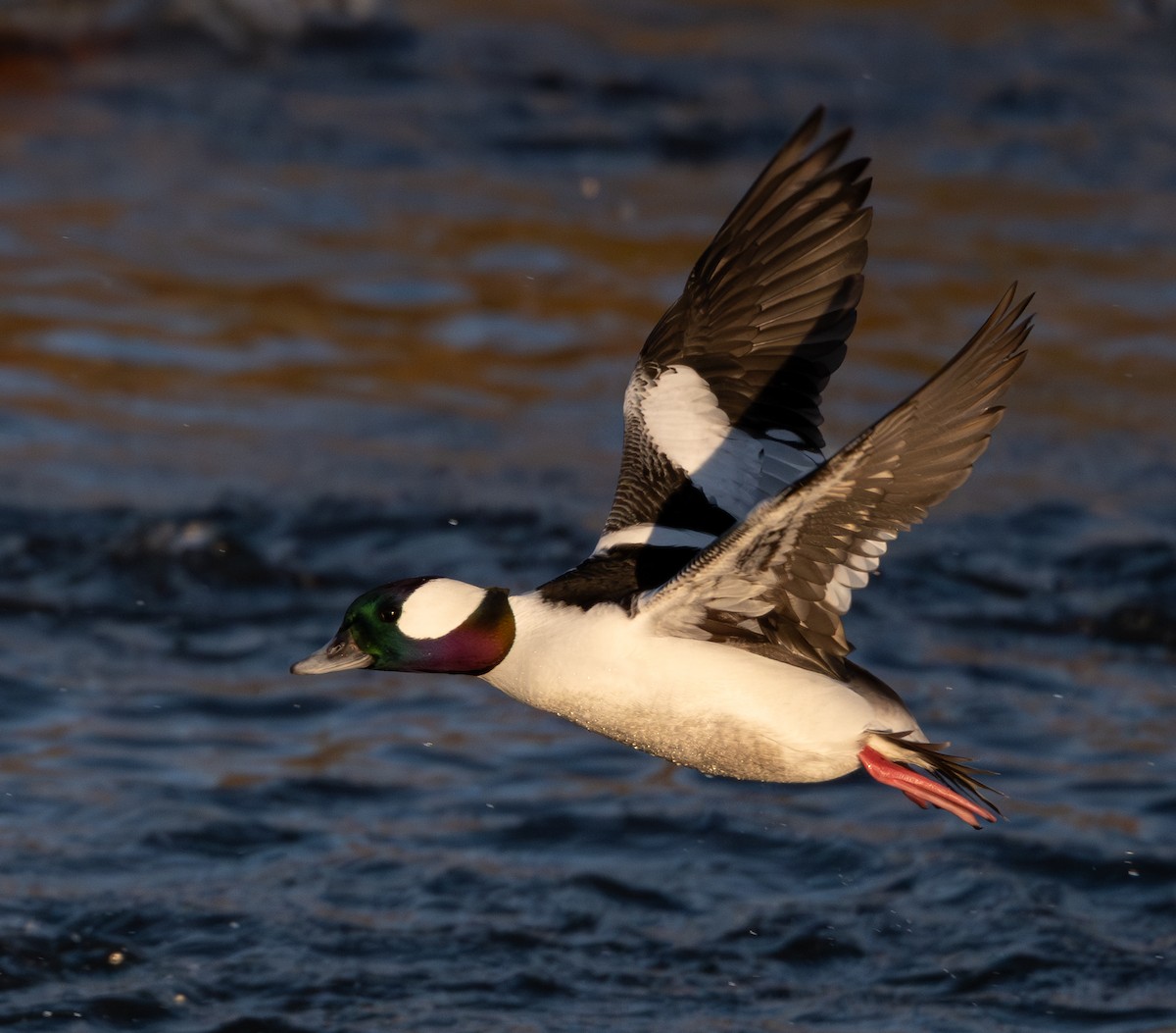 Bufflehead - ML646518064