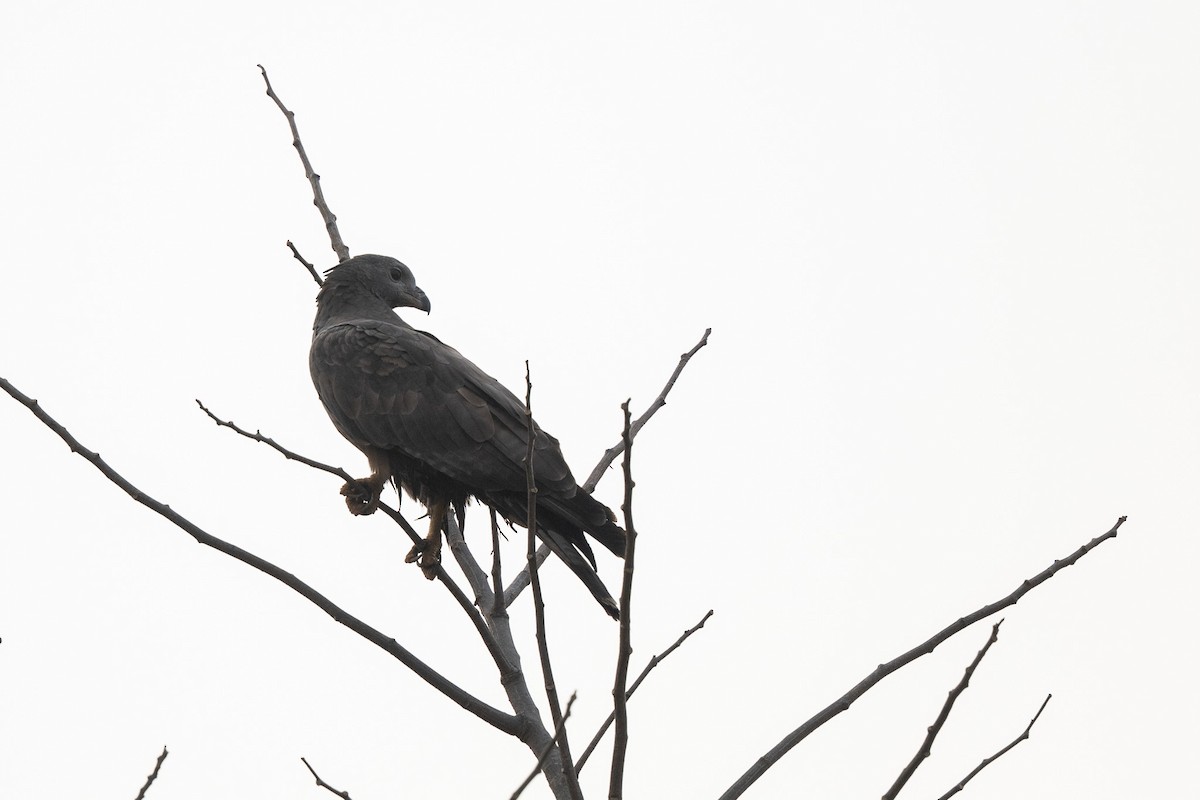 Oriental Honey-buzzard - ML646518069