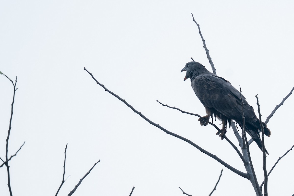 Oriental Honey-buzzard - ML646518070
