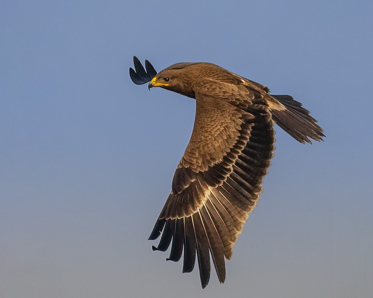 Indian Spotted Eagle - ML646518075