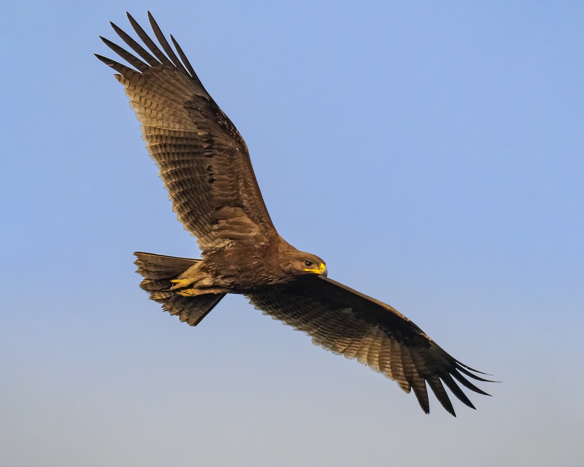 Indian Spotted Eagle - ML646518076