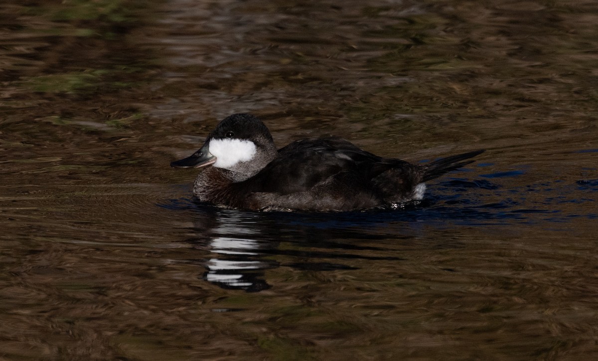 Gobbo della Giamaica - ML646518078