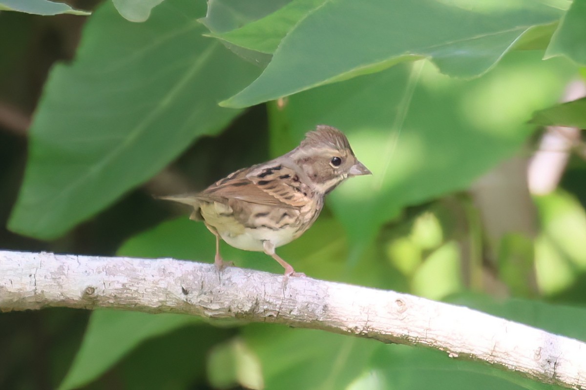 Вівсянка сибірська - ML646518080