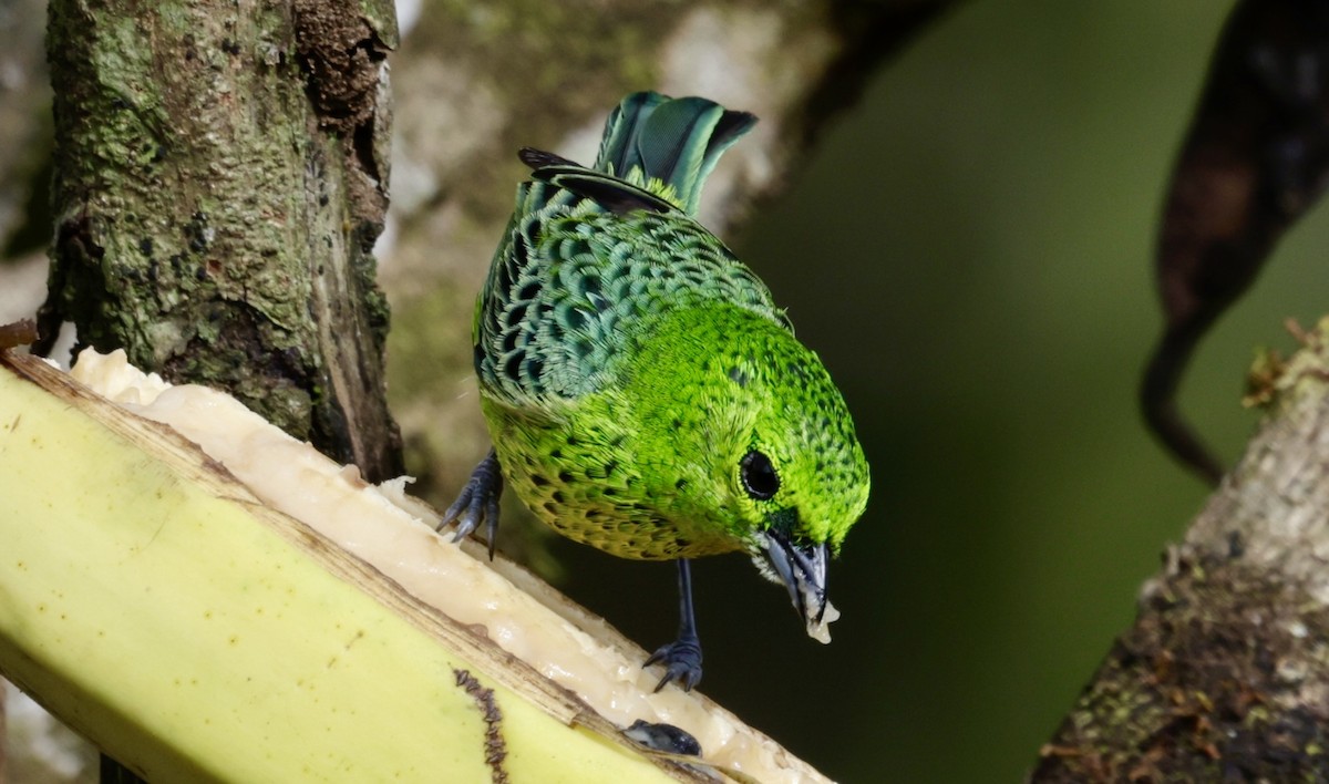 Yellow-bellied Tanager - ML646518082