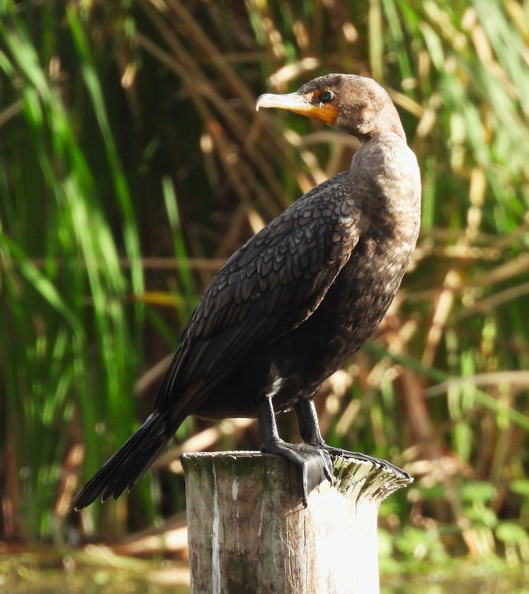 Ушастый баклан - ML646518084