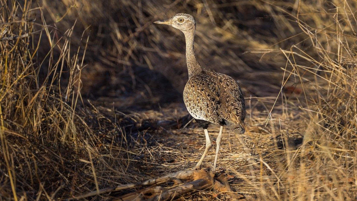 Red-crested Bustard - ML646518085