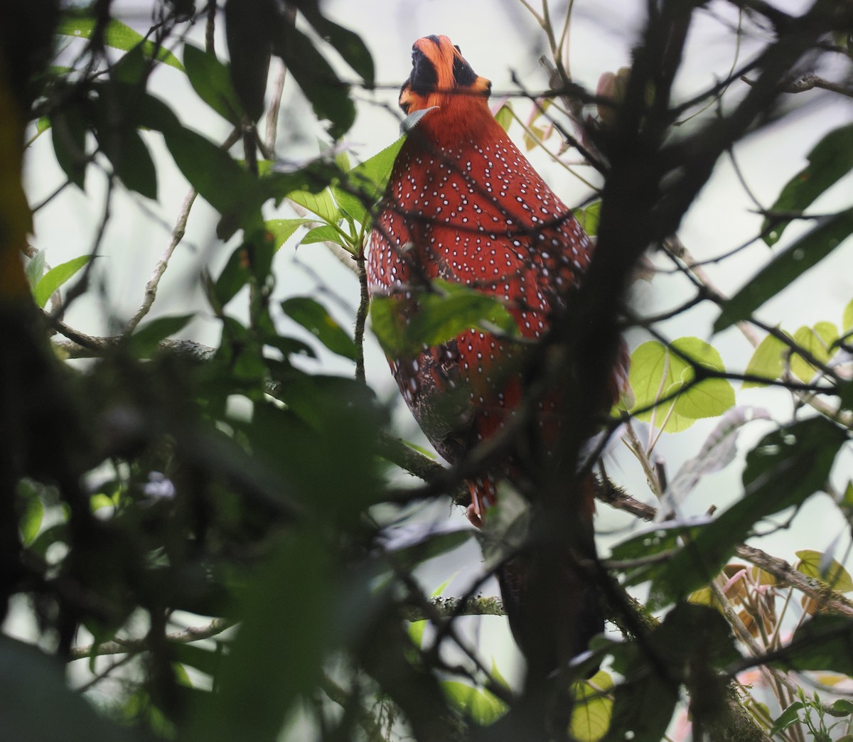 Temminck's Tragopan - ML646518086