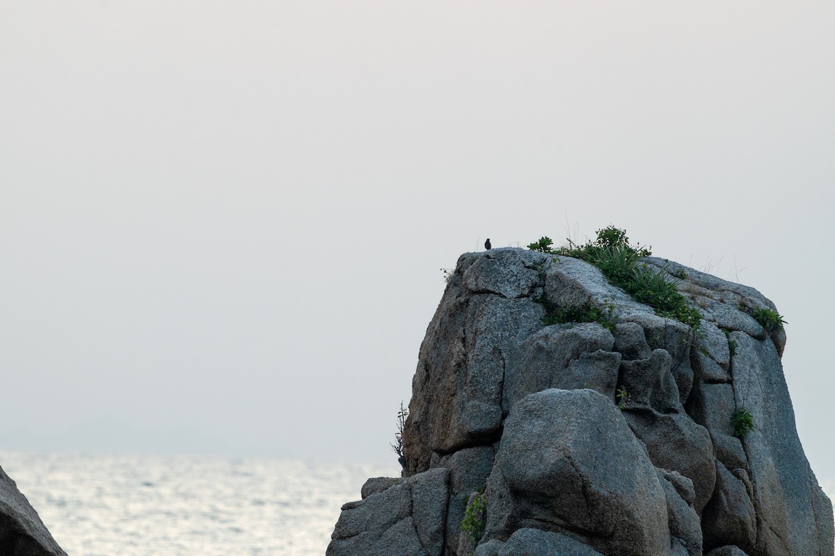 Blue Rock-Thrush - ML646518087