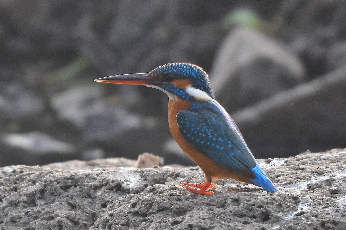 Common Kingfisher - ML646518088
