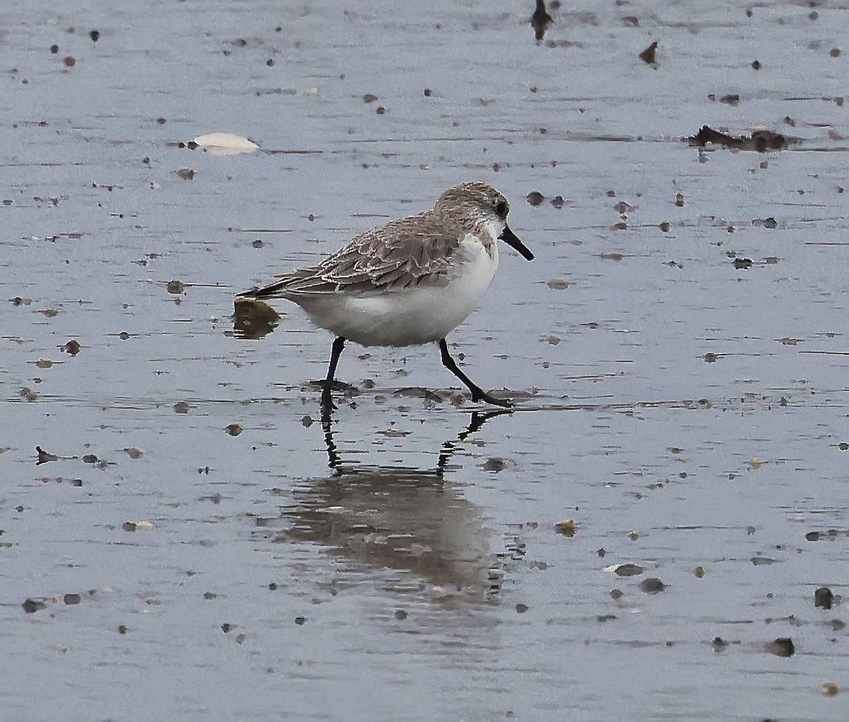Sanderling - ML646518089