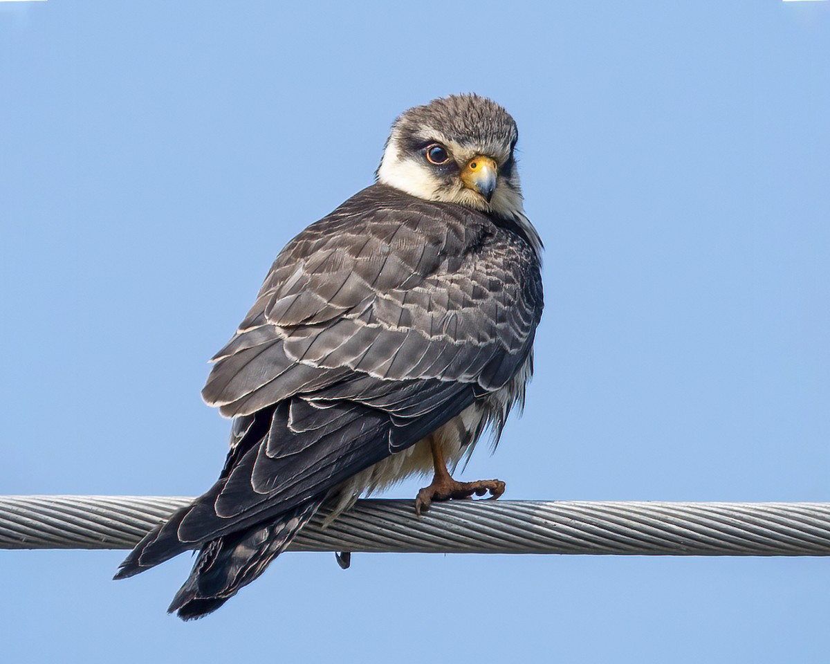 Falco dell'Amur - ML646518090