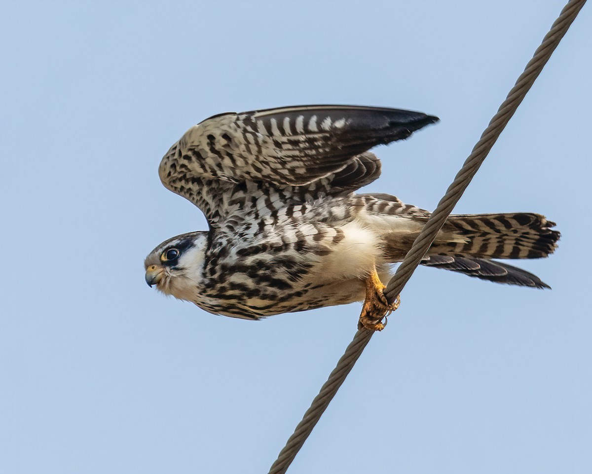 Falco dell'Amur - ML646518091