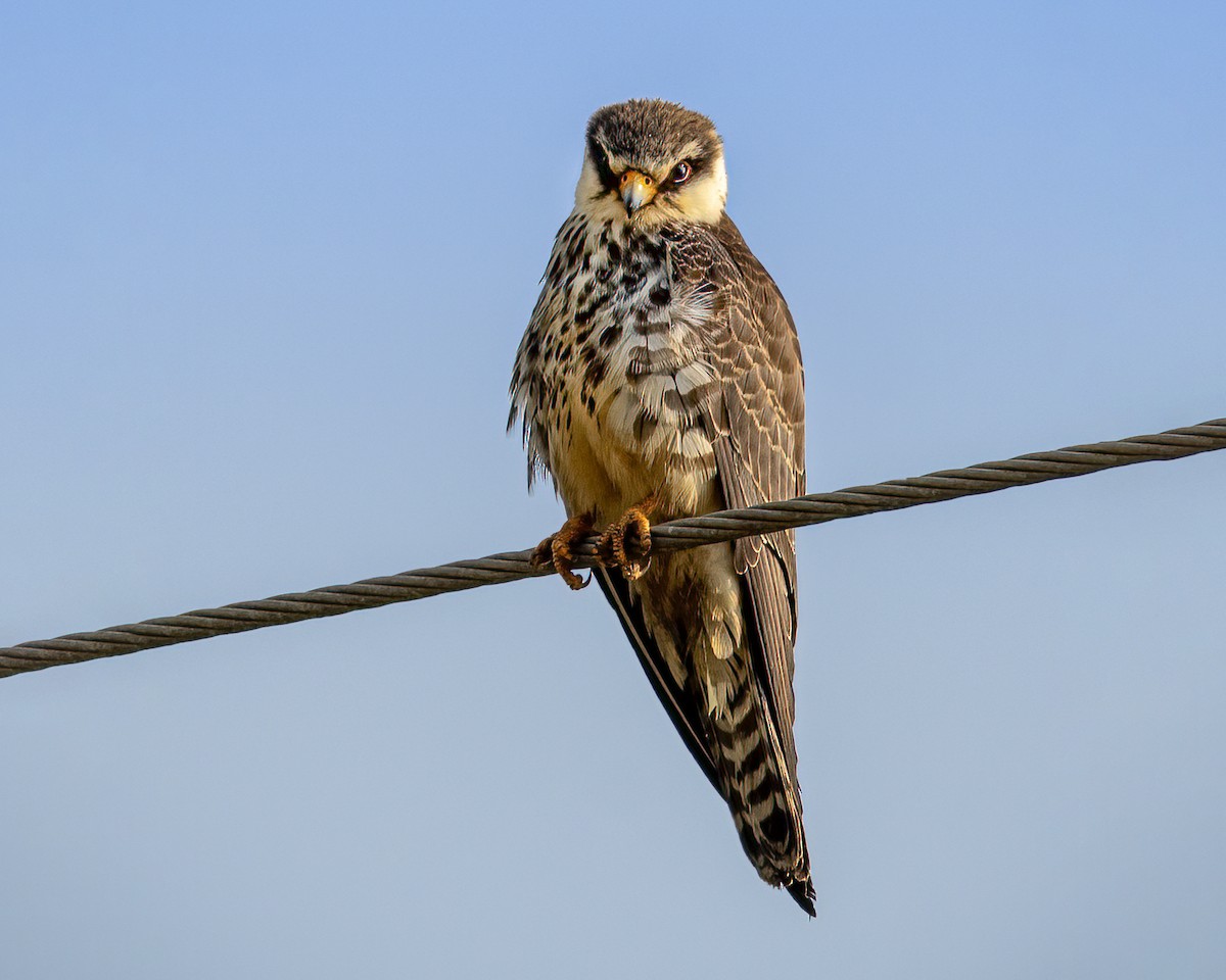 Falco dell'Amur - ML646518092