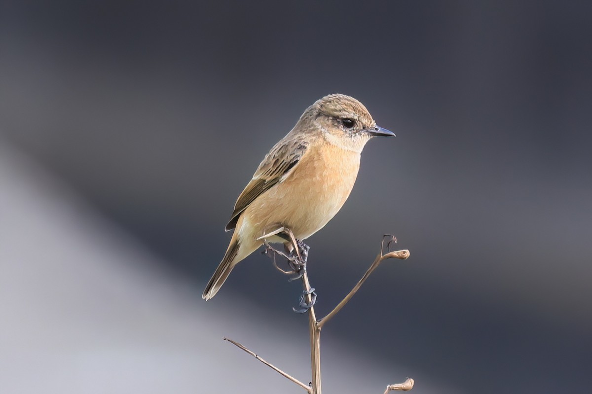 Трав'янка східна - ML646518093