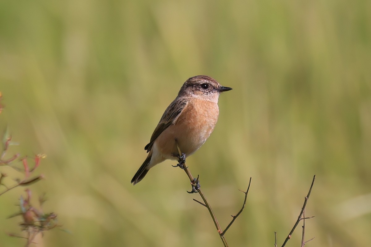 Трав'янка східна - ML646518094