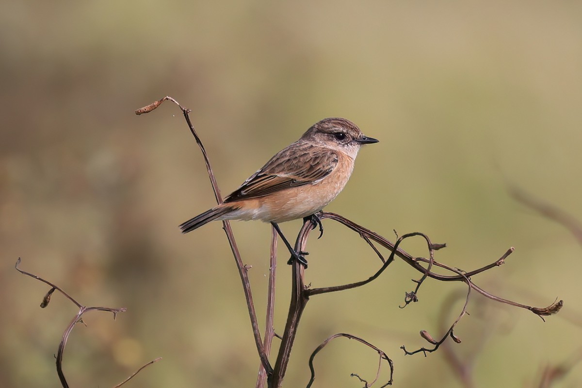 Трав'янка східна - ML646518095