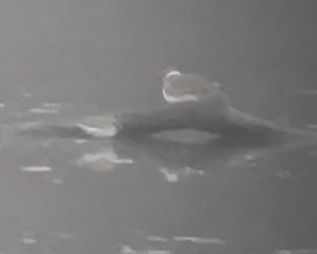 Least Sandpiper - ML646518098