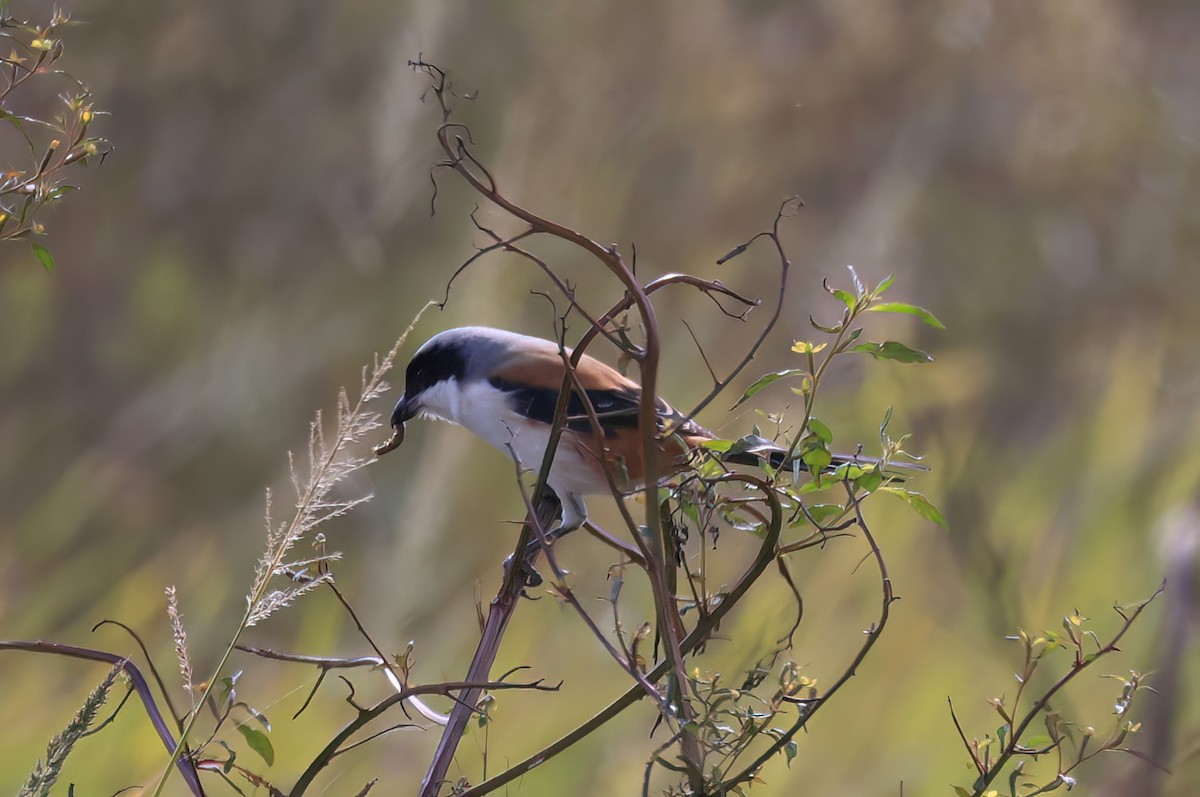 Сорокопуд довгохвостий - ML646518099