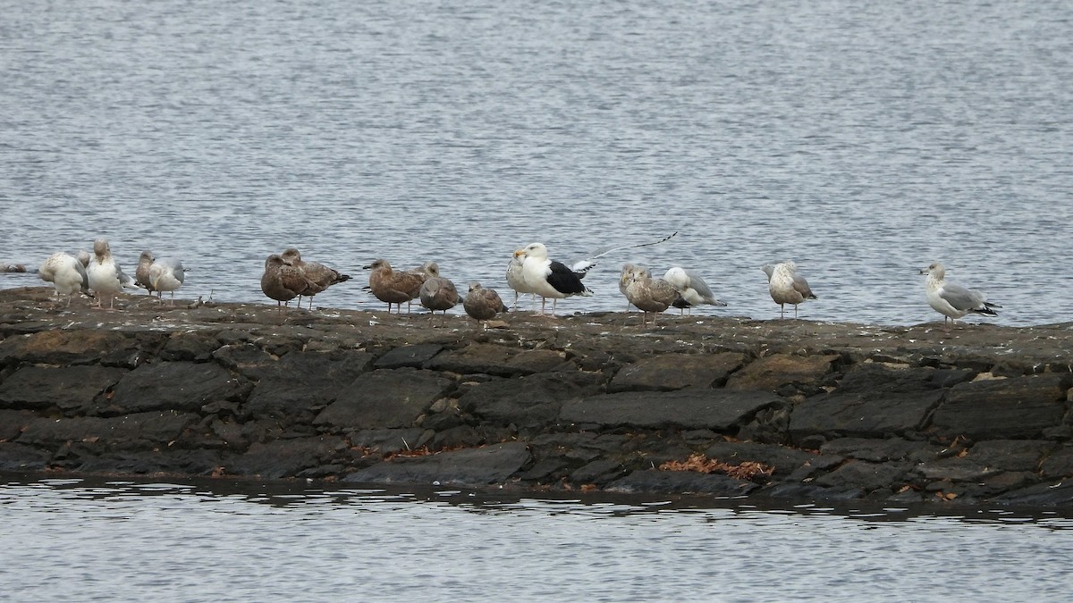 Great Black-backed Gull - ML646518100