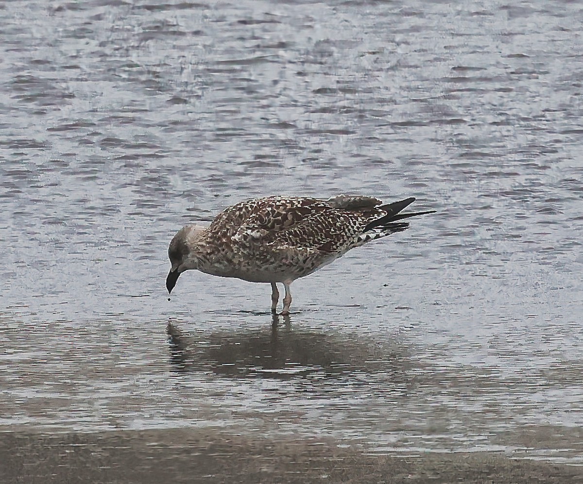 Lesser Black-backed Gull - ML646518101