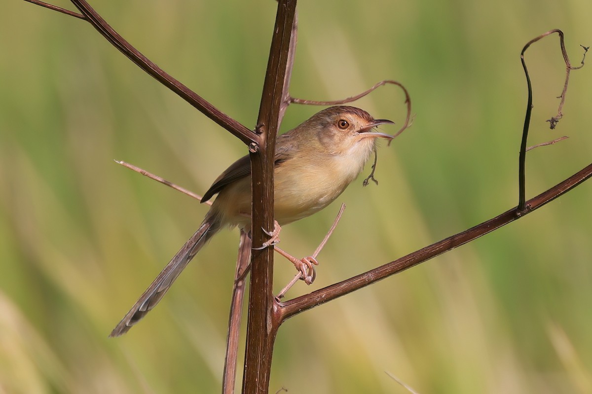 Принія вохристобока - ML646518102