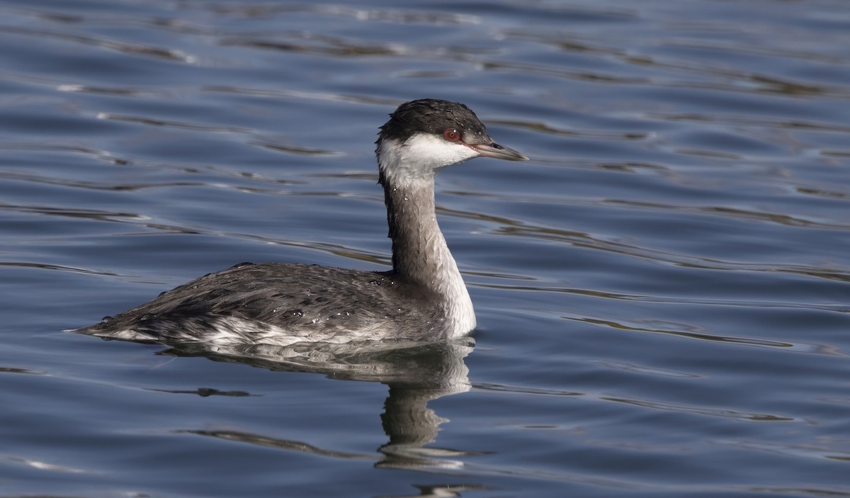 Horned Grebe - ML646518103