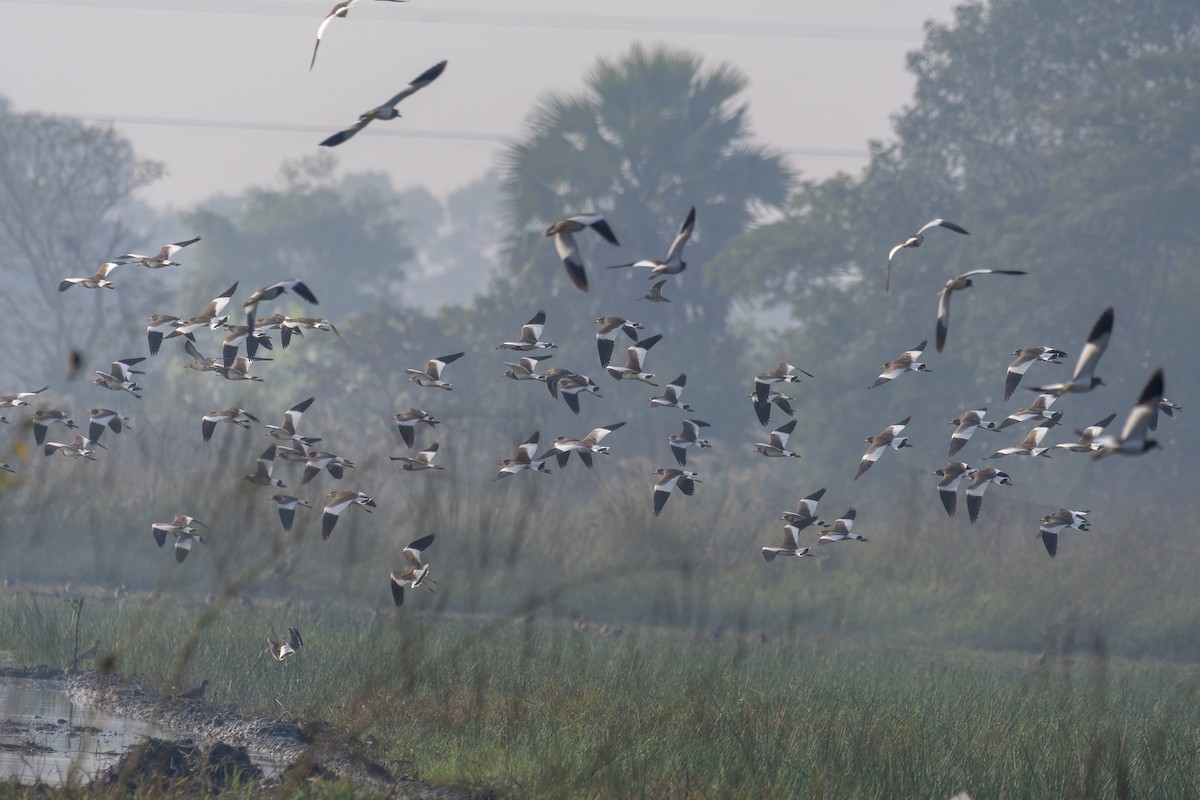 Gray-headed Lapwing - ML646518104