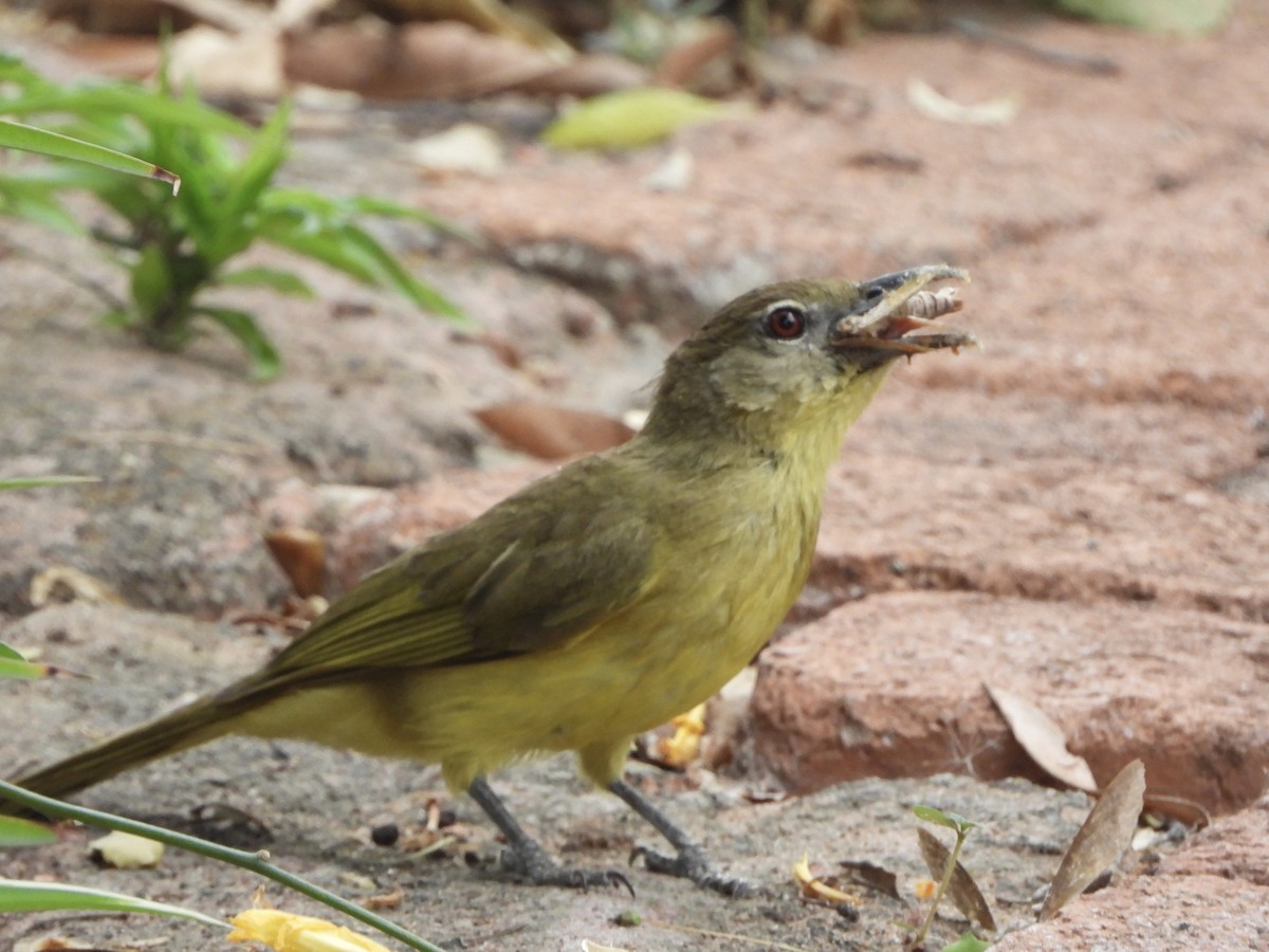 Yellow-bellied Greenbul - ML646518105