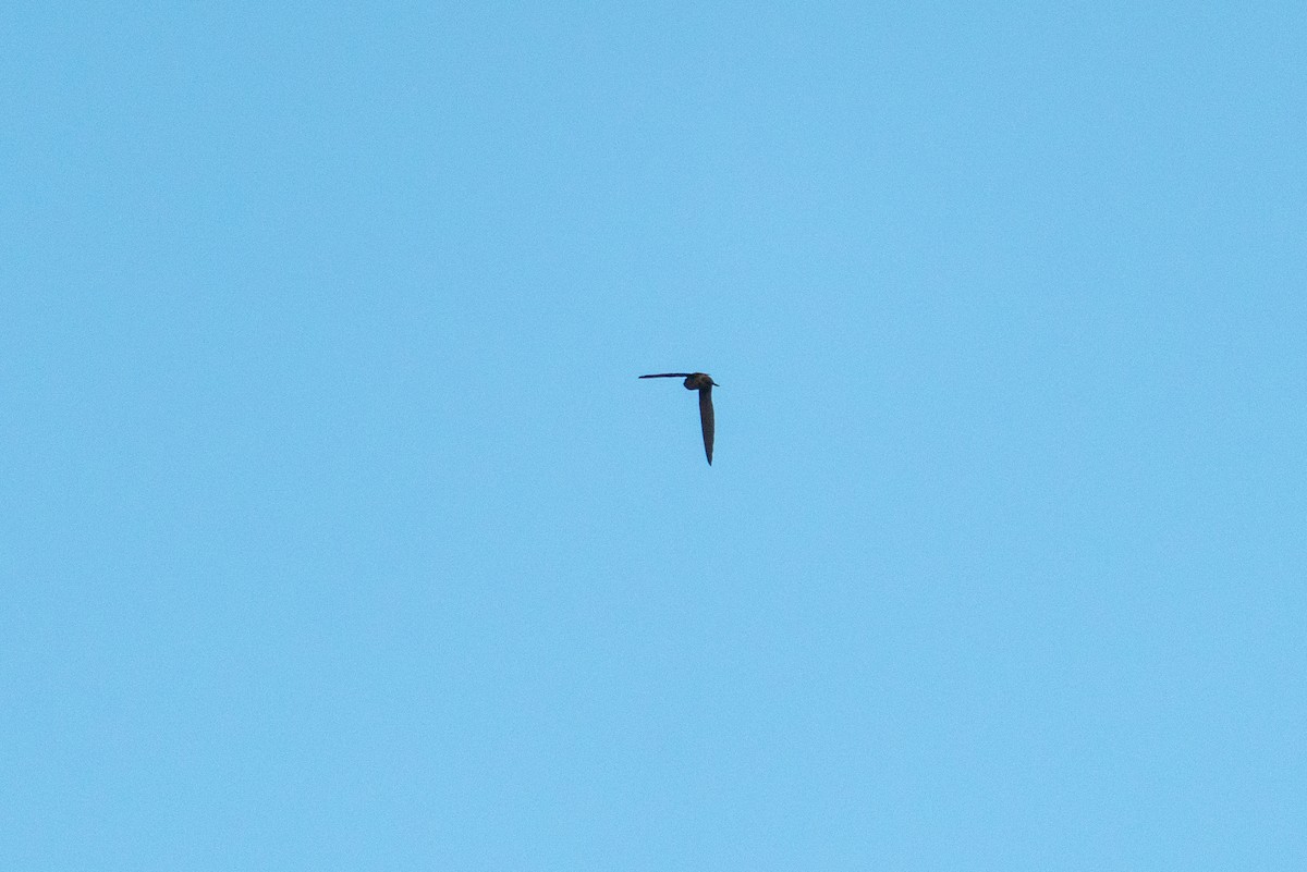 Himalayan Swiftlet - ML646518108