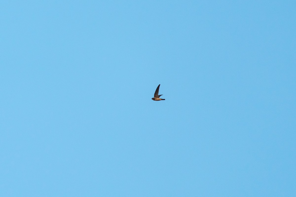 Himalayan Swiftlet - ML646518109