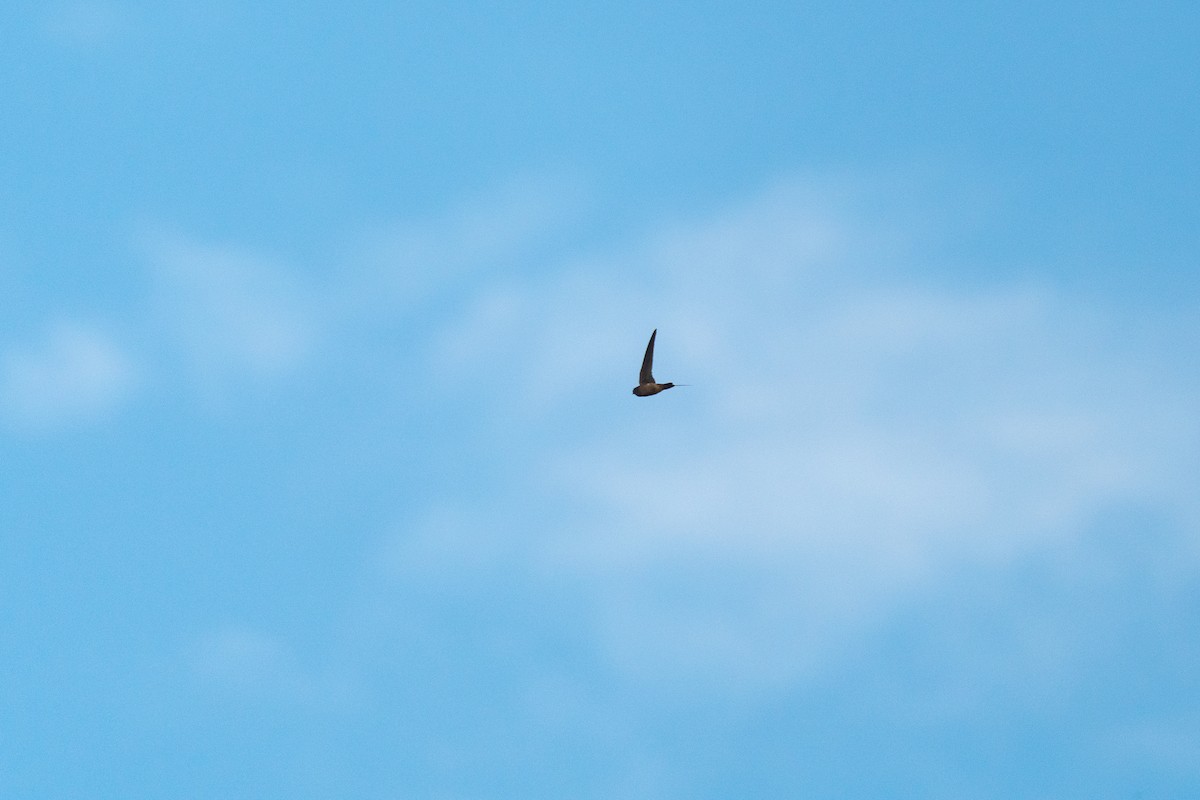 Himalayan Swiftlet - ML646518110