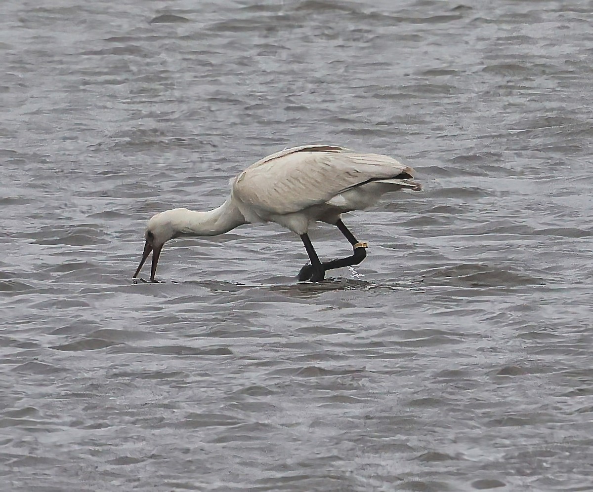Eurasian Spoonbill - ML646518111
