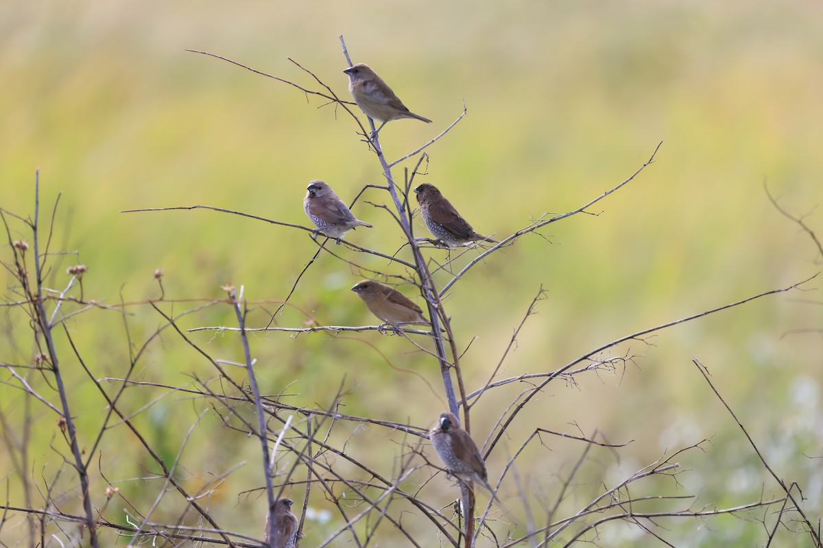 Мунія іржаста - ML646518112
