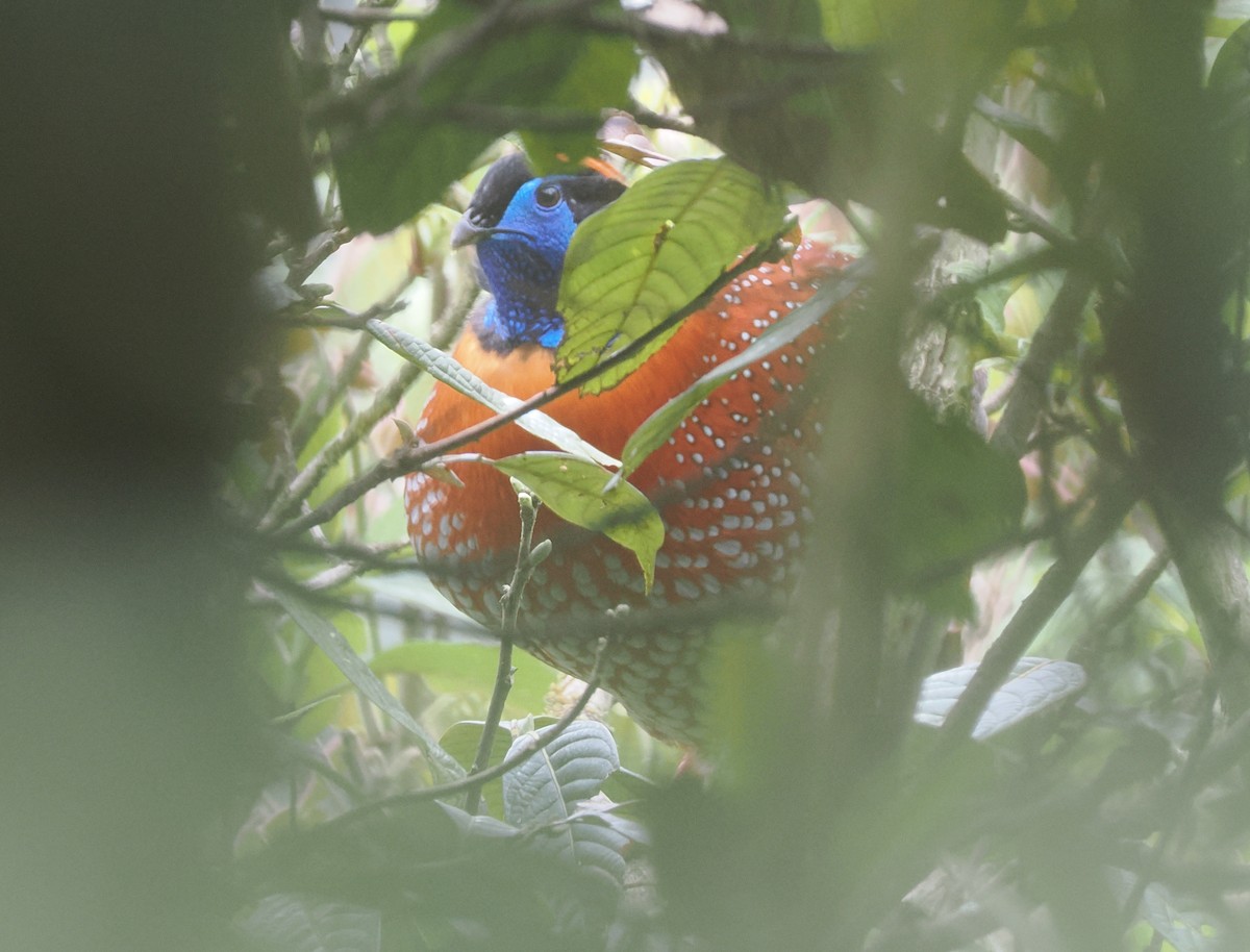 Temminck's Tragopan - ML646518115