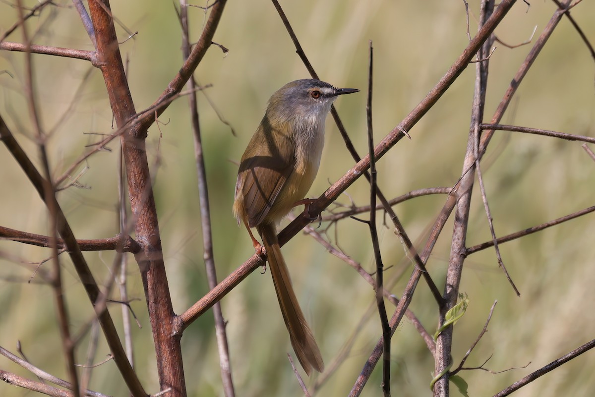 Принія жовточерева - ML646518116