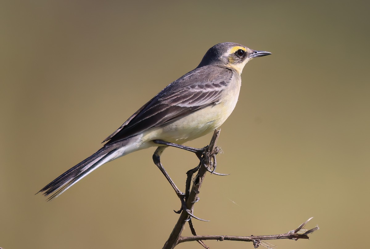 Плиска аляскинська - ML646518119