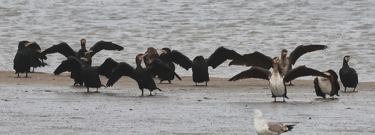 Great Cormorant - ML646518120