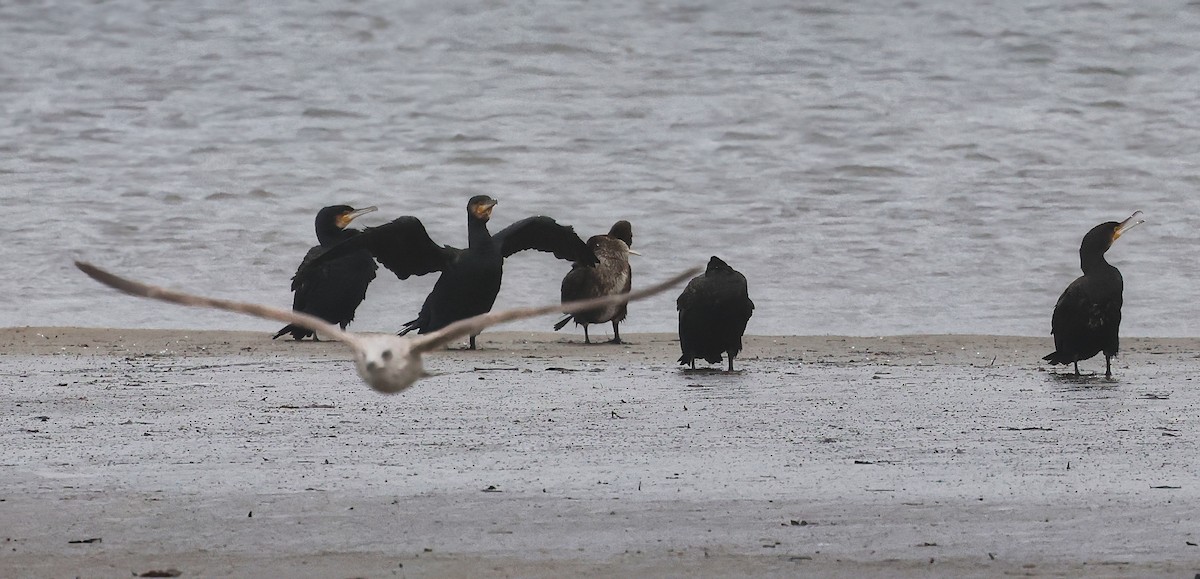 Great Cormorant - ML646518121