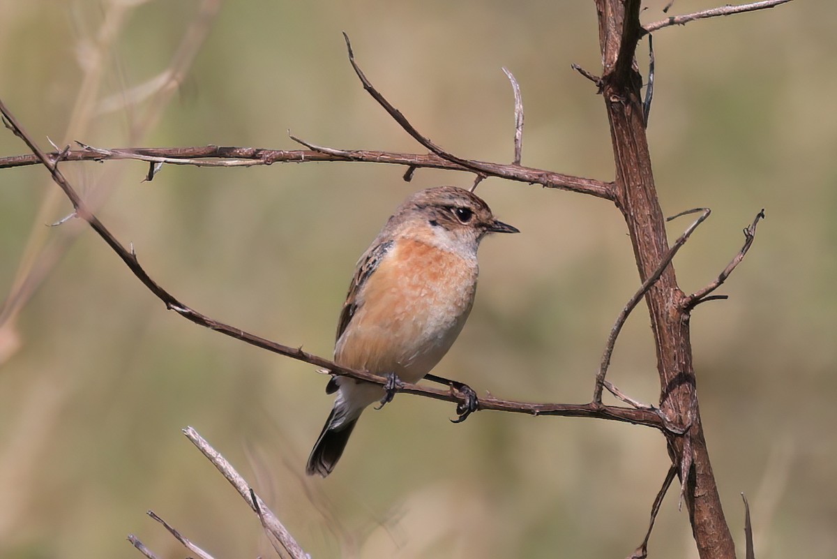 Трав'янка східна - ML646518122