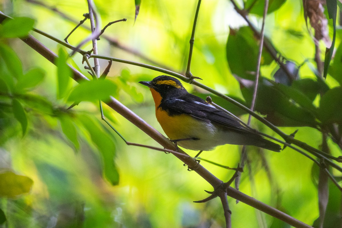 Narcissus Flycatcher - ML646518123