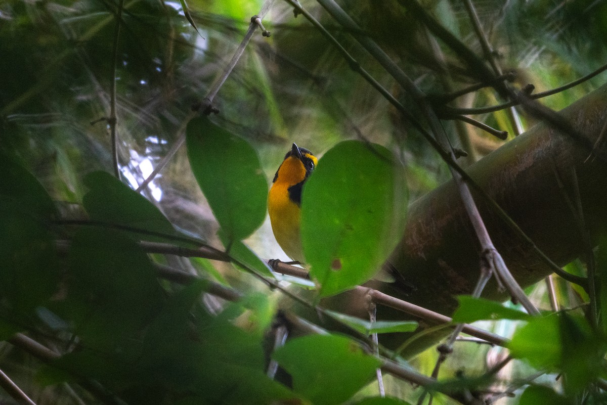Narcissus Flycatcher - ML646518124
