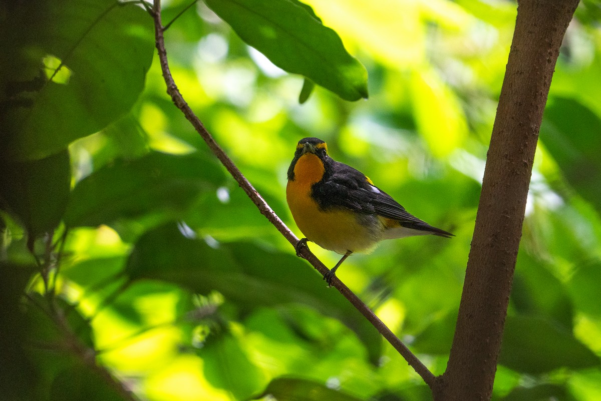 Narcissus Flycatcher - ML646518125