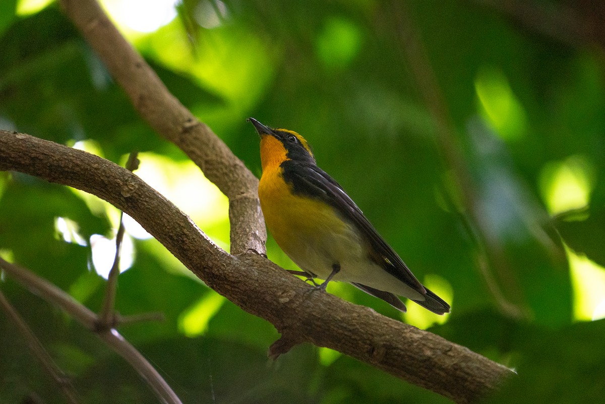 Narcissus Flycatcher - ML646518126