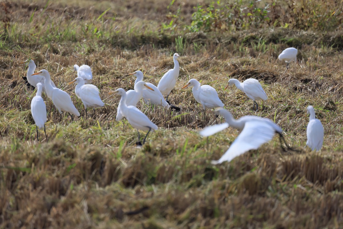 Чапля єгипетська східна - ML646518129